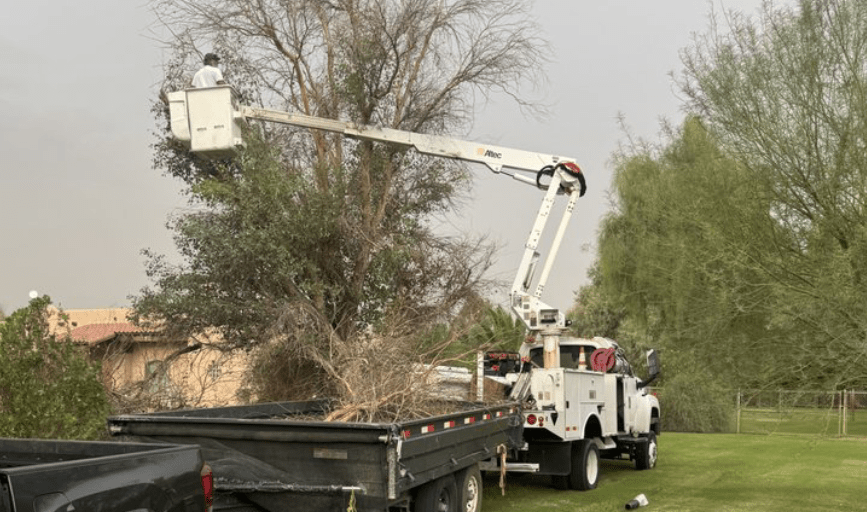 TREE TRIMMING